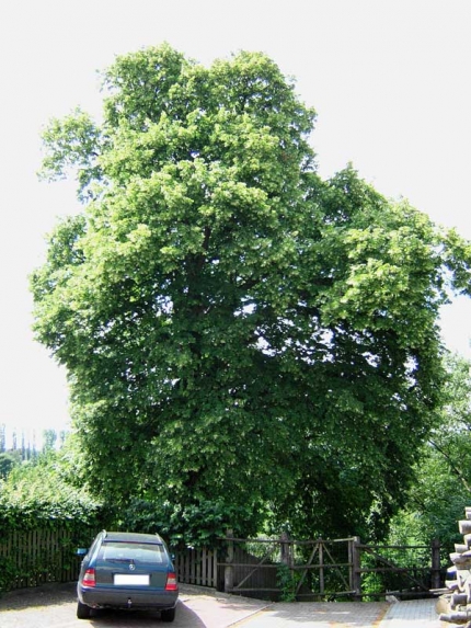 Bild 1 von Linde am Bückerweg